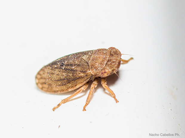 IV Testing "Chico Mendes". Mayo 2015.