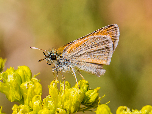 IV Testing Campo de Calatrava-El Primillar. Junio 2015.
