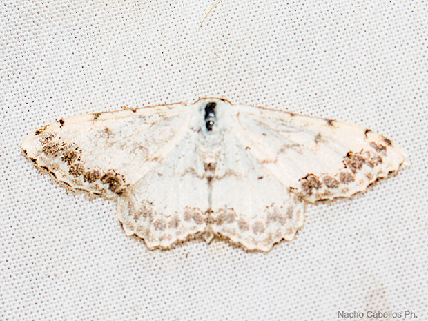 IV Testing "Chico Mendes". mayo 2015.