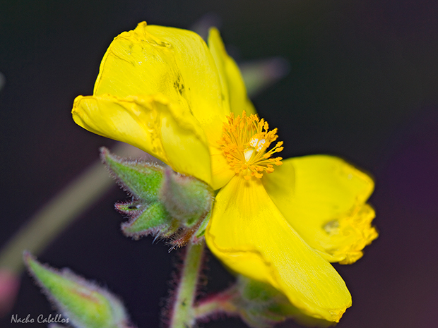 Cerro el Corredor. abril 2014.