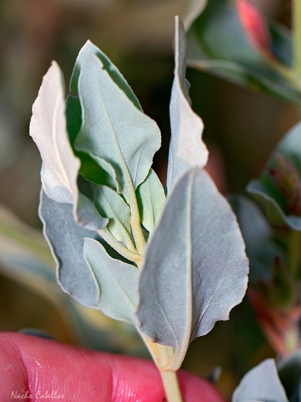 Halimium atriplicifolium (Lam.) Spach