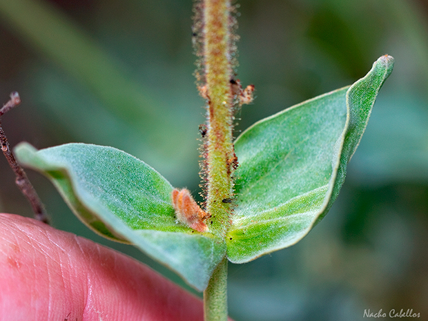 Halimium atriplicifolium (Lam.) Spach