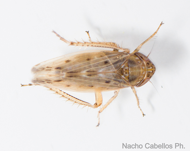 IV Testing "Chico Mendes". Mayo 2015.