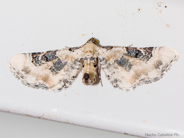 IV Testing "Chico Mendes". Mayo 2015.