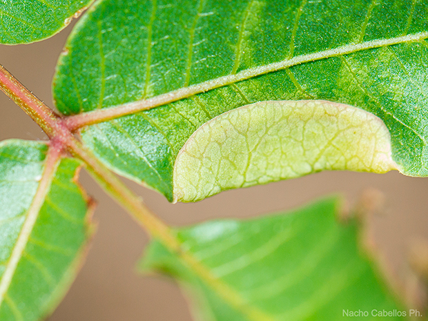 IV Testing "Chico Mendes". Mayo 2015.
