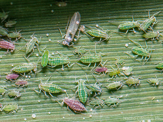 IV Testing Campo de Calatrava-El Primillar. Junio 2015.