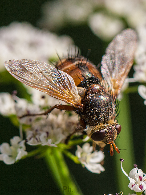 Arroyo Robledo de las hoyas. Junio 2010.