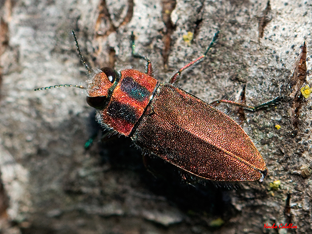 Camino de Puertollano. Argamasilla de Calatrava. Abril de 2013.