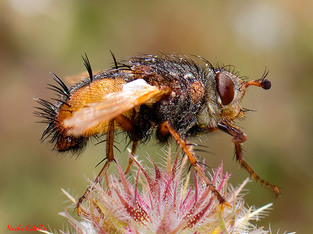 Arroyo Cereceda. Fuencaliente. Junio 2013.