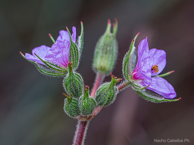 V testing PN Tablas de Daimiel. Mayo 2015.