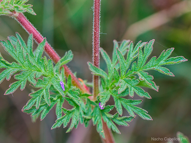 V testing PN Tablas de Daimiel. Mayo 2015.