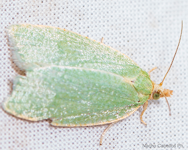 IV Testing Chico Mendes. Mayo 2015.