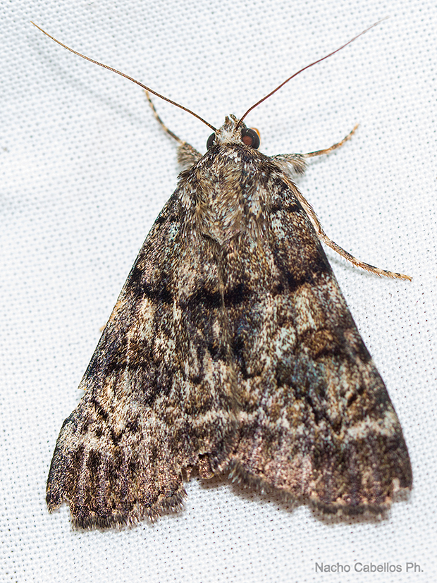 IV Testing Campo de Calatrava-El Primillar. Junio 2015.