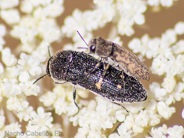 Los Pinos. Puertollano. Julio 2009.