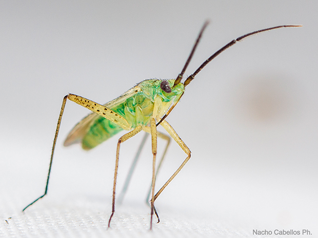 IV Testing Chico Mendes. Mayo 2015.