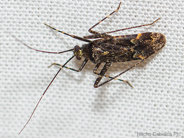 IV Testing Chico mendes. Mayo 2015.