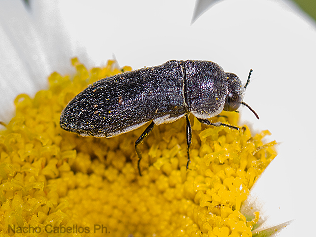 Piscina de la dehesa Boyal. Julio 2015.