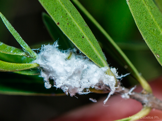 IV Testing Chico Mendes. Mayo 2015.
