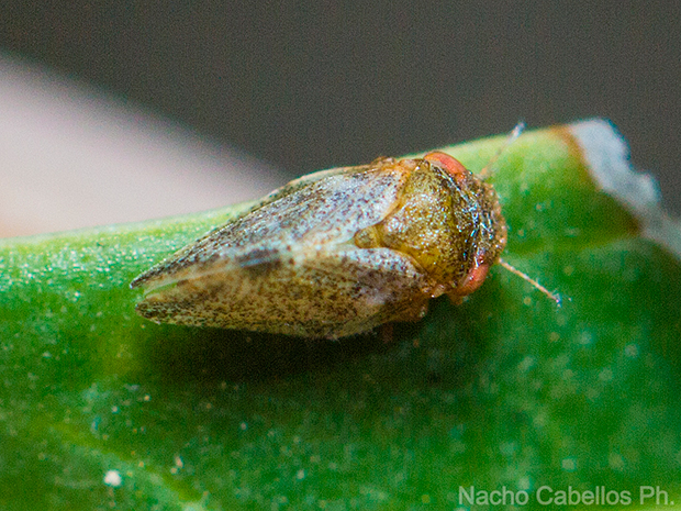 IV Testing Chico Mendes. Mayo 2015.