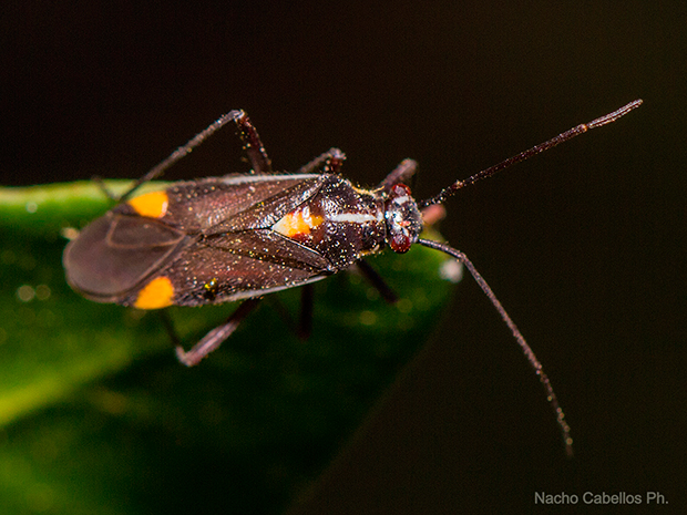 IV Testing Chico Mendes. Mayo 2015.