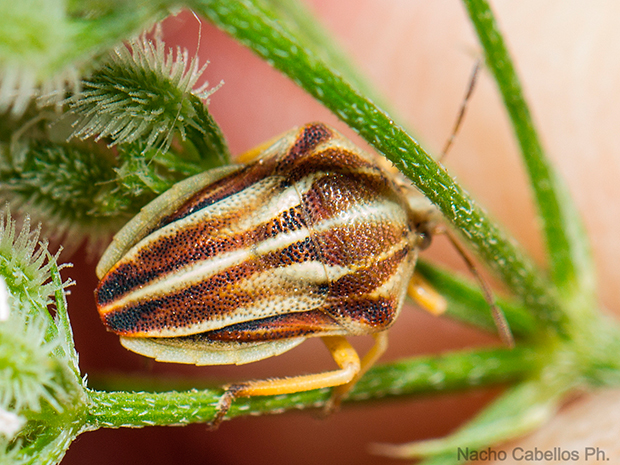 IV Testing Campo de Calatrava-El Primillar. Junio 2015.