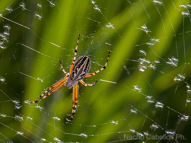 Hembra de Aculepeira situada en su tela, cabeza abajo. Se aprecia la marca lobulada del opistosoma.