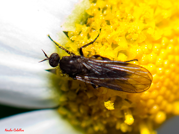Laguna de Cañada. Febrero 2013. 