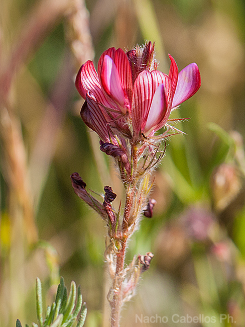 Valle de Alcudia. Mayo 2010.