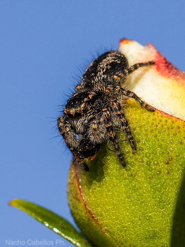 II Testing escolar. Los Pinos. Abril 2011.