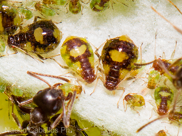 IV Testing campo de Calatrava-El primillar. Junio 2015.