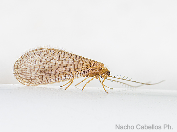 IV testing Chico Mendes. Sierra Morena. Mayo 2015.