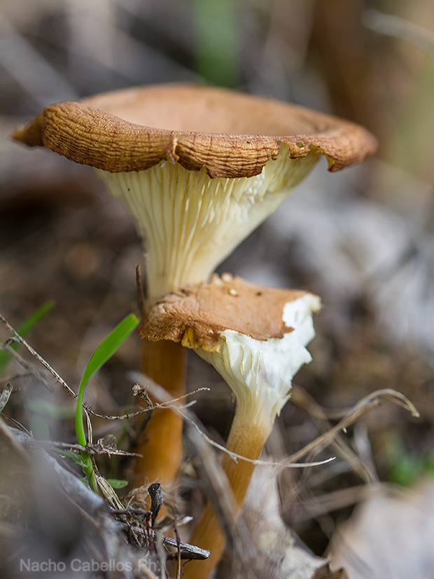 Arroyo Robledo de las Hoyas. Fuencaliente. Octubre 2015.