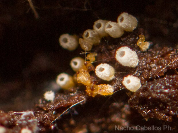 Arroyo Robledo de las Hoyas. Fuencaliente. Octubre 2015.