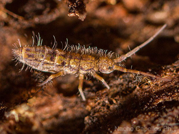 Arroyo Robledo de las Hoyas. Fuencaliente. Octubre 2015.