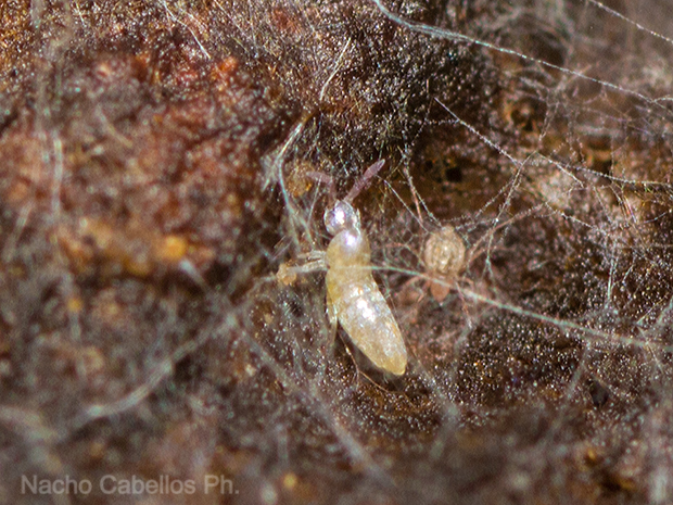 Arroyo Robledo de las Hoyas. Fuencaliente. Octubre 2015.