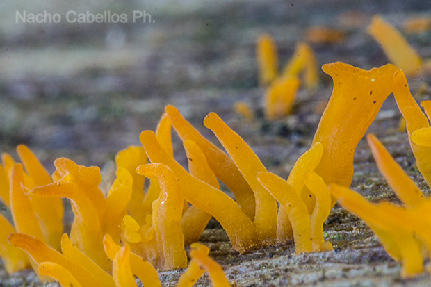 Fuente del Almirez. Fuencaliente. Noviembre 2015.