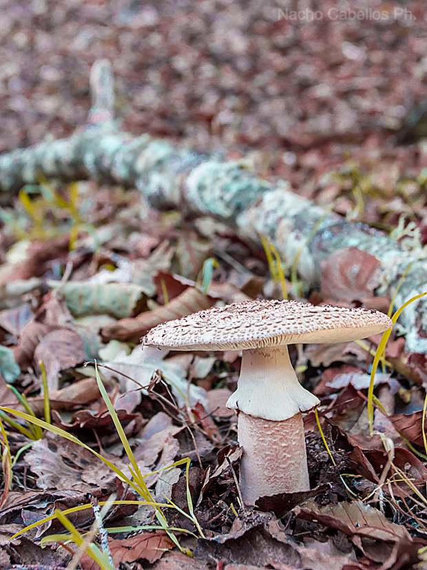 Arroyo Cereceda. Fuencaliente. Noviembre 2015.