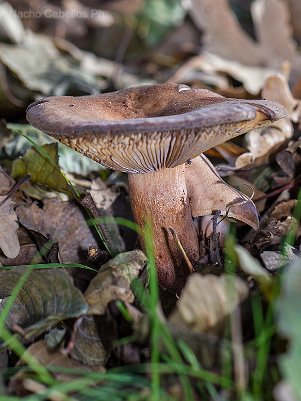 Arroyo Cereceda. Fuencaliente. Noviembre 2016.