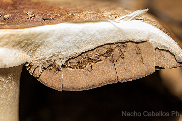 Agaricus porphyrizon