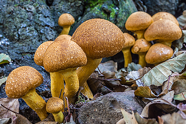 Arroyo Cereceda. Fuencaliente. Noviembre 2015.