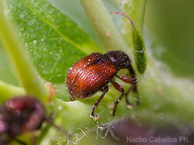 Puerto Pulido. Brazatortas. Abril 2011.