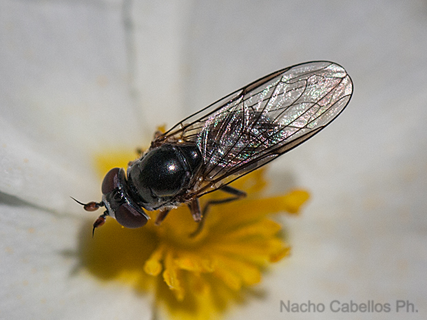 Los Pinos. Puertollano. Mayo 2010.