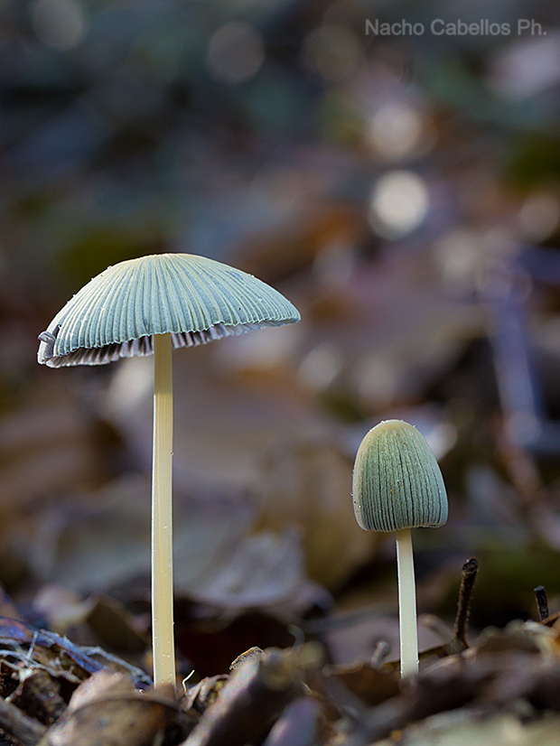Arroyo Cereceda. Fuencaliente. Diciembre 2015