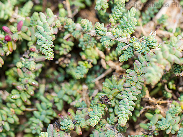 Laguna ggrande. Villafranca de los Caballeros. Febrero 2016.
