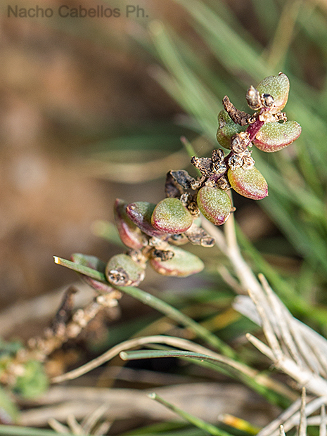 Laguna grande. Villafranca de los caballeros. Febrero 2016.