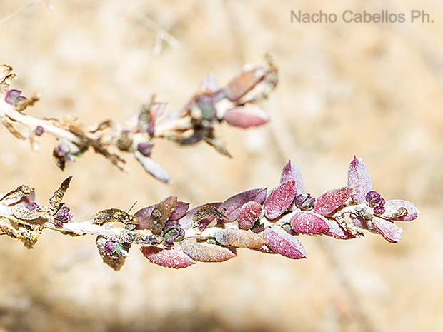 Laguna de las yeguas. Alcázar de San Juan. Febrero 2016.
