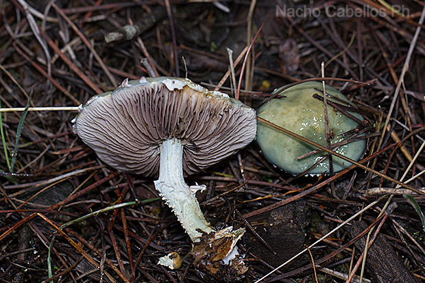 Los Pinos. Puertollano. Febrero 2016.