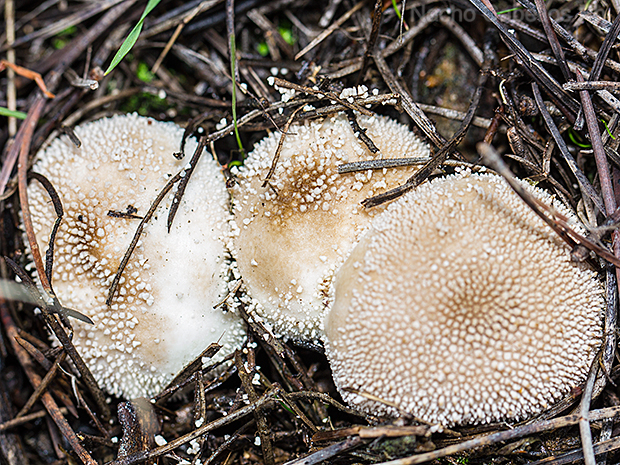 Los Pinos. Puertollano. Febrero 2016.