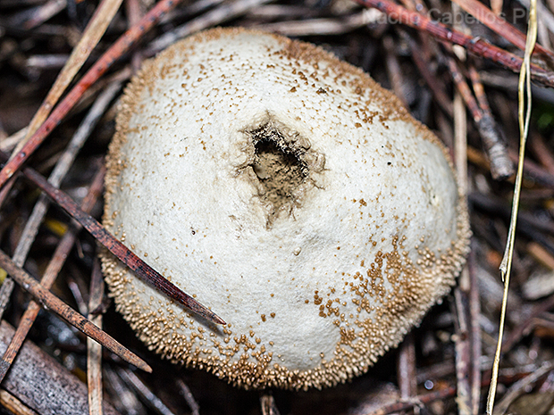 Los Pinos. Puertollano. Febrero 2016.