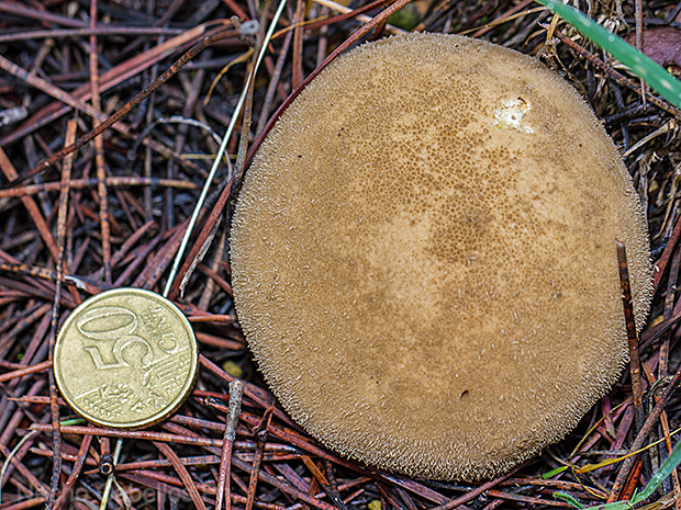Los Pinos. Puertollano. Febrero 2016.